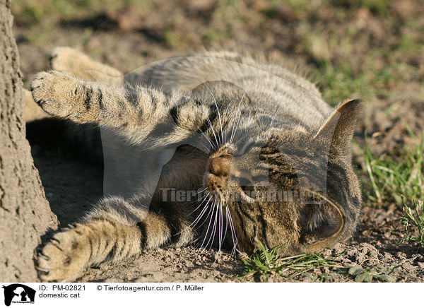domestic cat / PM-02821