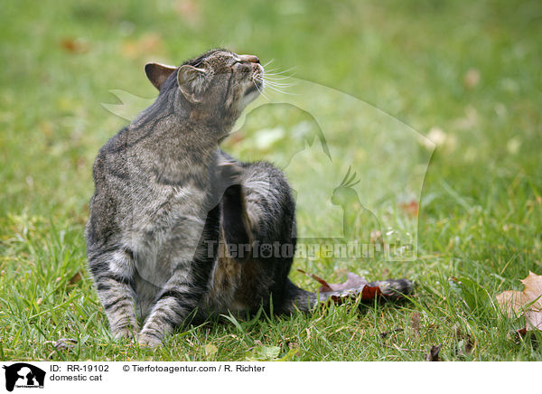 domestic cat / RR-19102