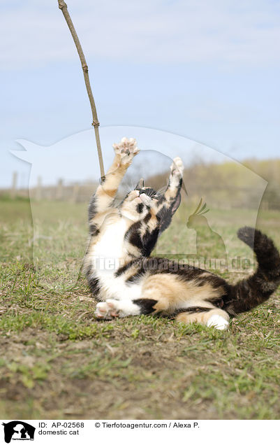 domestic cat / AP-02568