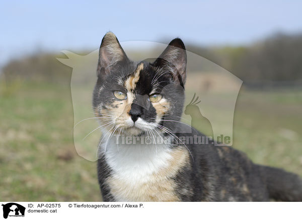 domestic cat / AP-02575
