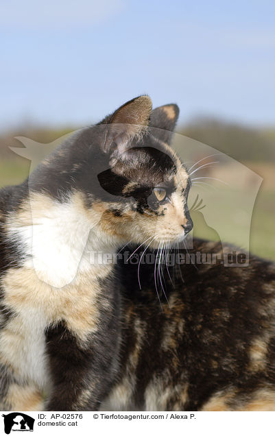 domestic cat / AP-02576