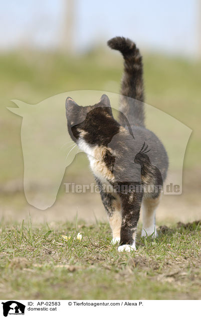domestic cat / AP-02583