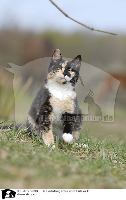 domestic cat / AP-02593