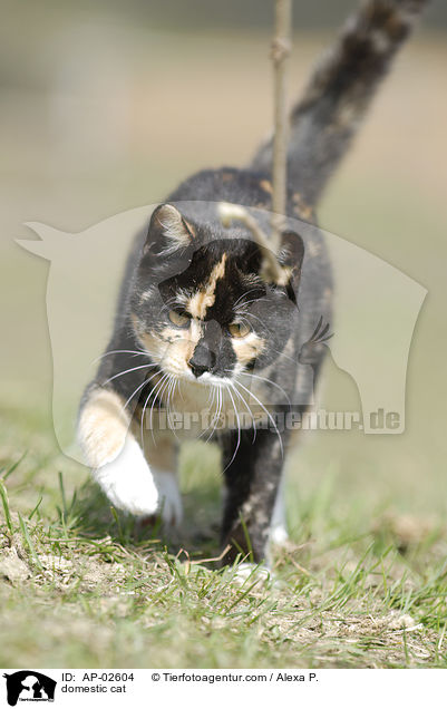 domestic cat / AP-02604