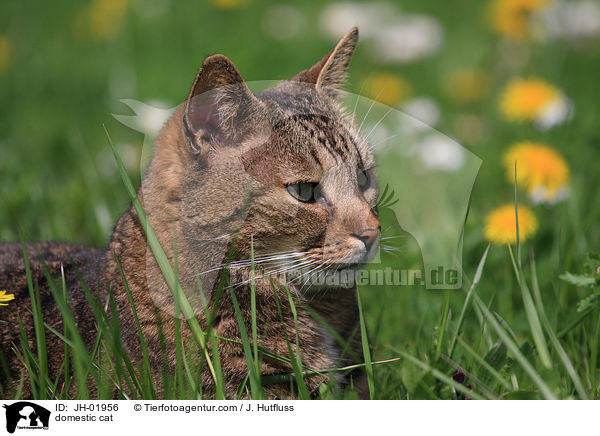 domestic cat / JH-01956