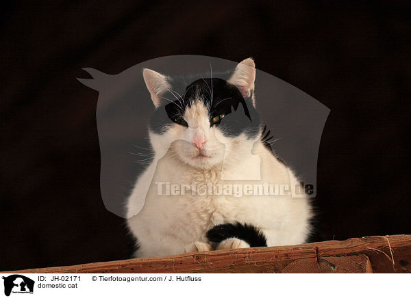 domestic cat / JH-02171