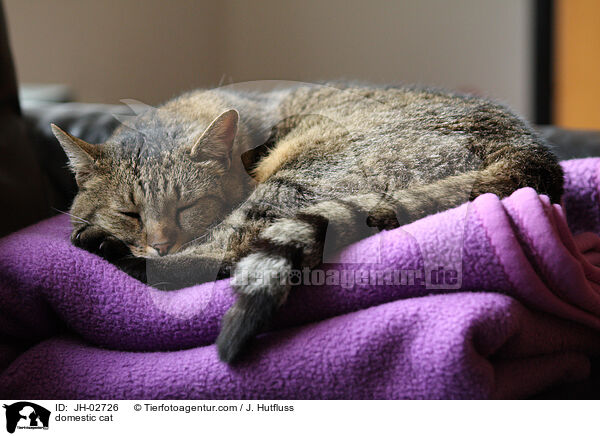 Hauskatze / domestic cat / JH-02726