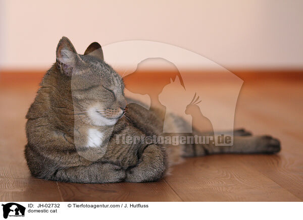 domestic cat / JH-02732