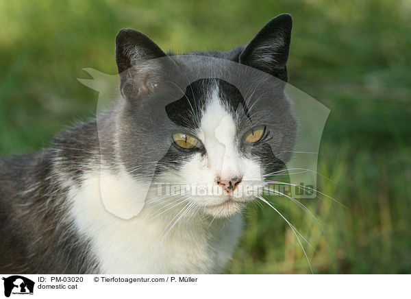 domestic cat / PM-03020