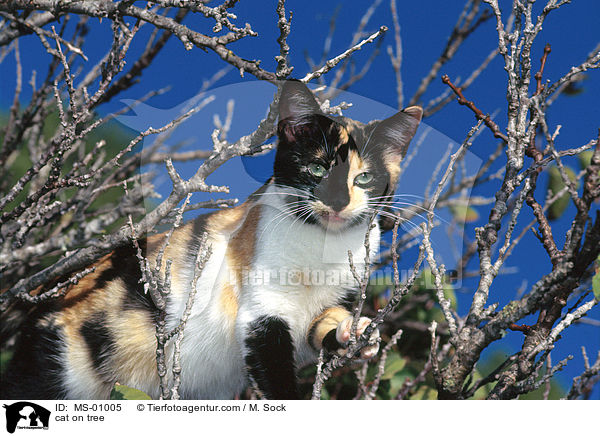 cat on tree / MS-01005