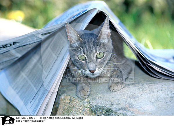 cat under newspaper / MS-01008