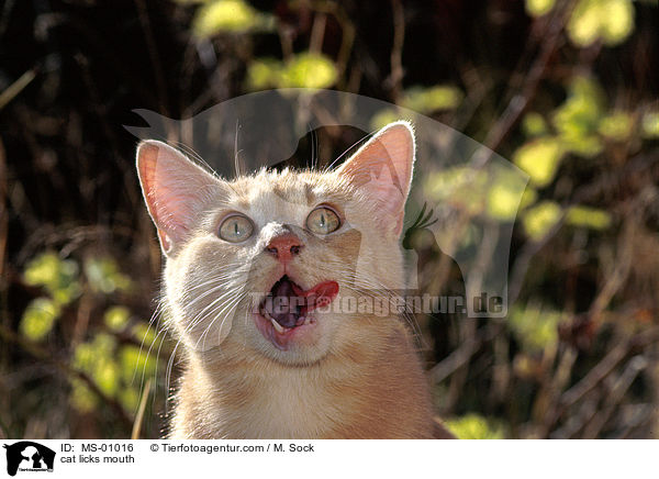 cat licks mouth / MS-01016