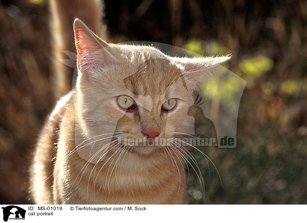 cat portrait / MS-01019