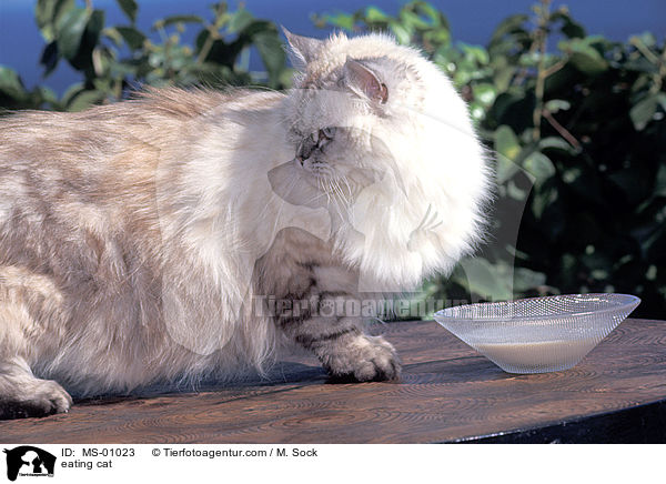 eating cat / MS-01023