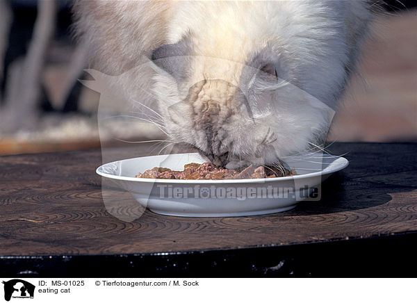 eating cat / MS-01025