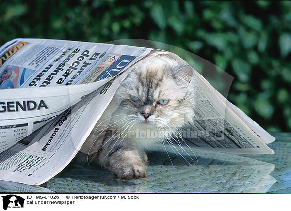 cat under newspaper / MS-01026