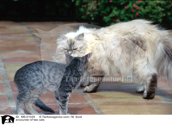 encounter of two cats / MS-01029