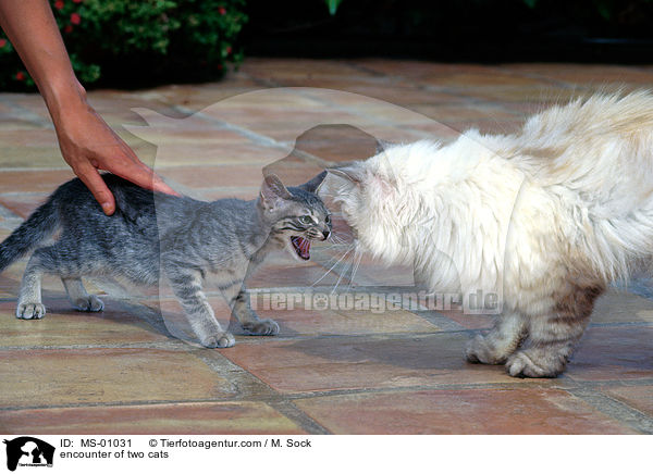 encounter of two cats / MS-01031