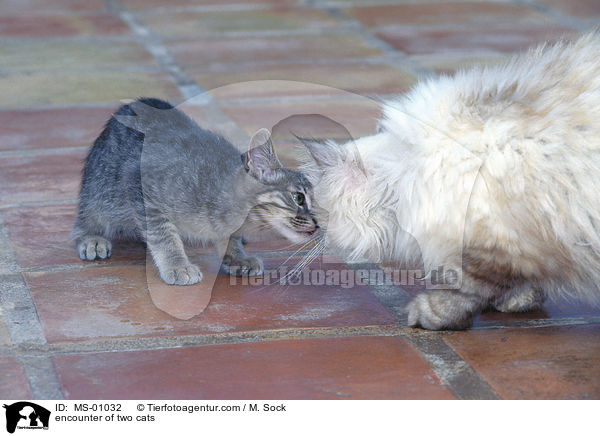 encounter of two cats / MS-01032