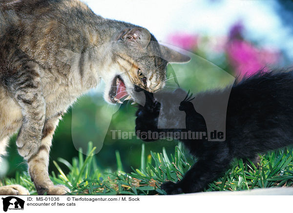 encounter of two cats / MS-01036