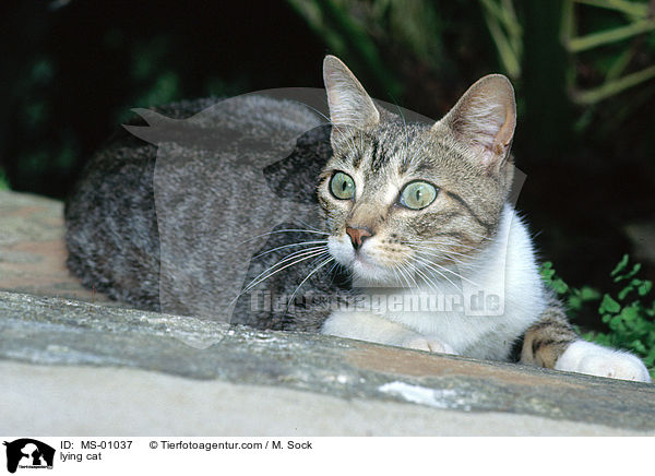 lying cat / MS-01037