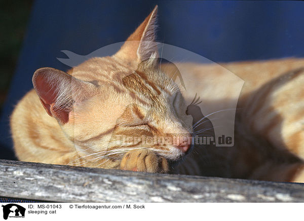 schlafende Katze / sleeping cat / MS-01043