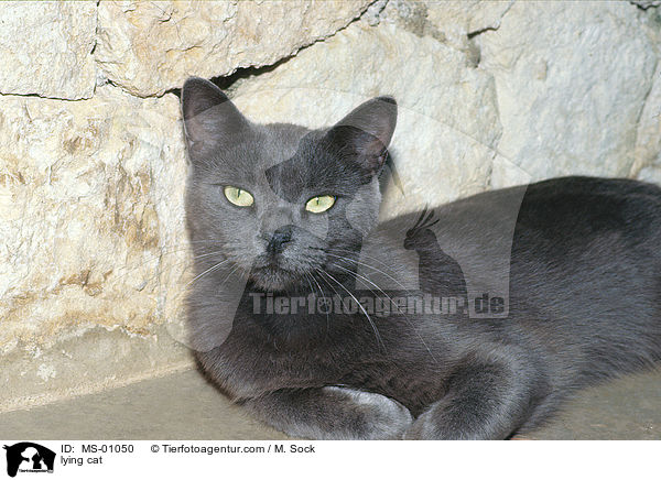 lying cat / MS-01050