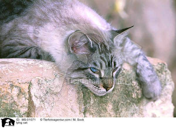 liegende Katze / lying cat / MS-01071