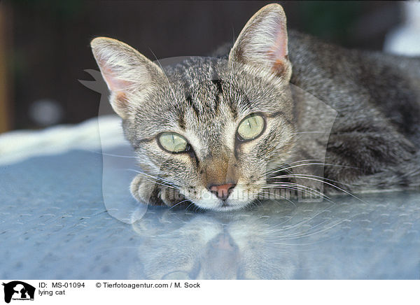 lying cat / MS-01094