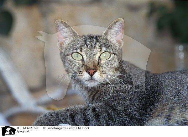 lying cat / MS-01095