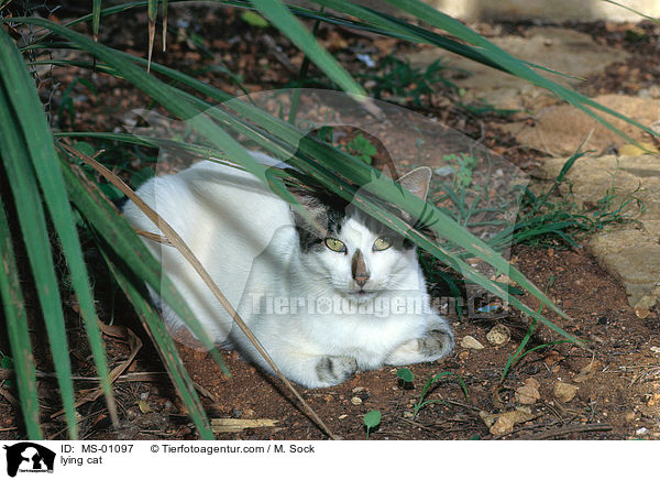 lying cat / MS-01097
