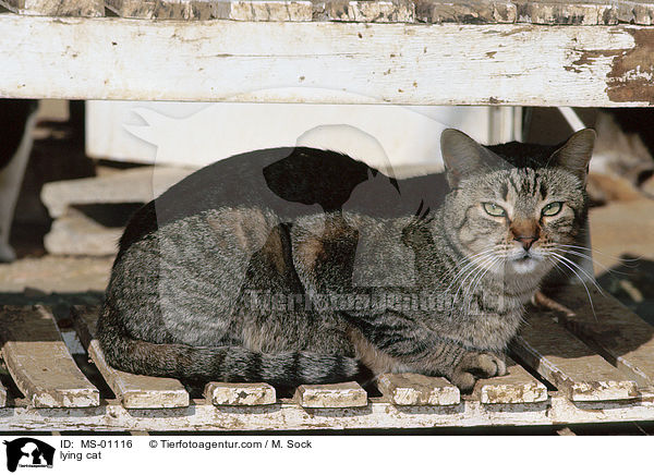 lying cat / MS-01116