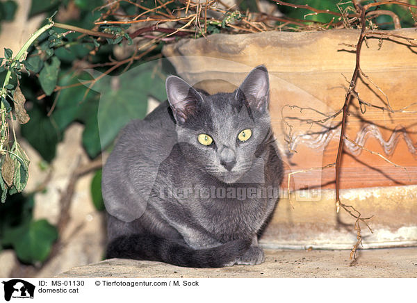 domestic cat / MS-01130