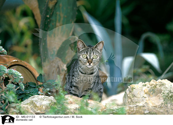 domestic cat / MS-01133