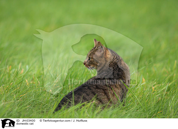 domestic cat / JH-03400