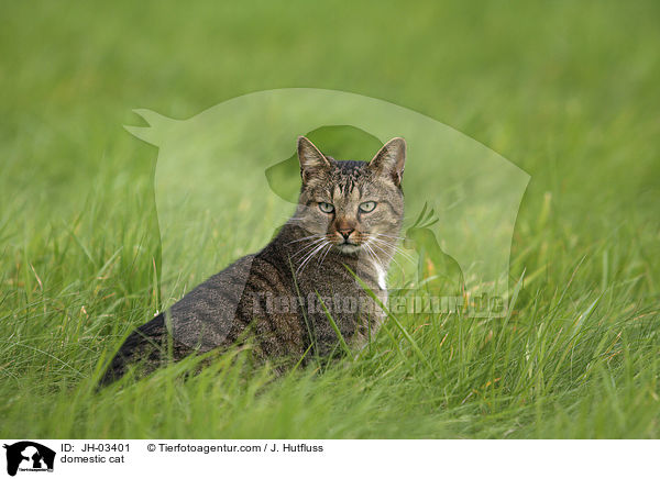 domestic cat / JH-03401