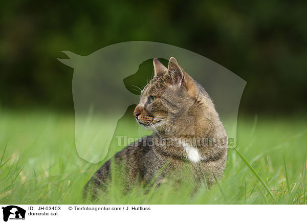 domestic cat / JH-03403