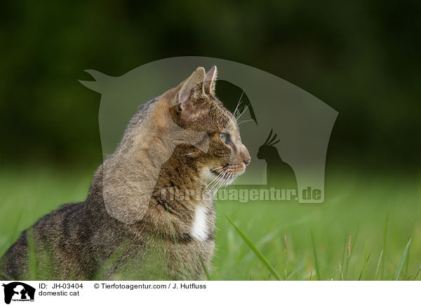 domestic cat / JH-03404