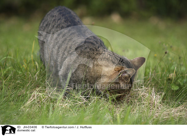 domestic cat / JH-03406