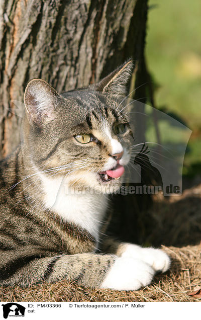 cat / PM-03366
