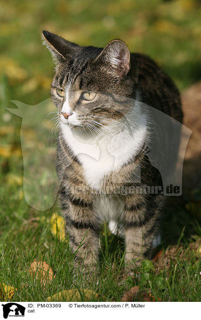 cat / PM-03369