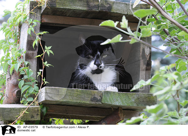 Hauskatze / domestic cat / AP-03579