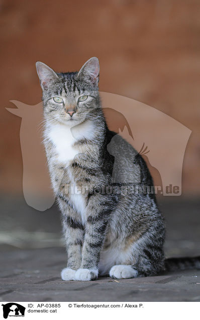 domestic cat / AP-03885