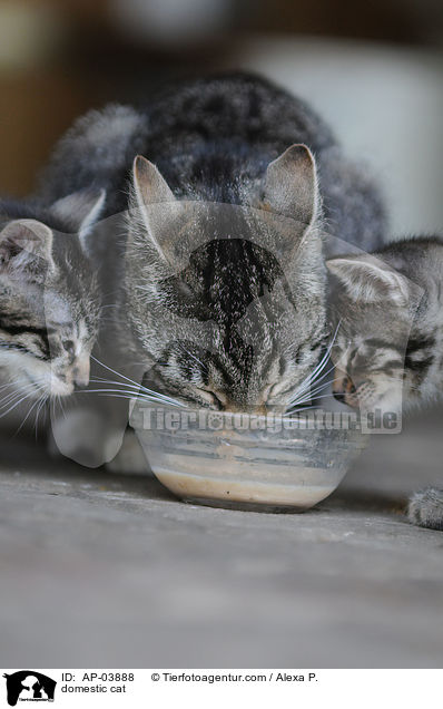 Hauskatze / domestic cat / AP-03888