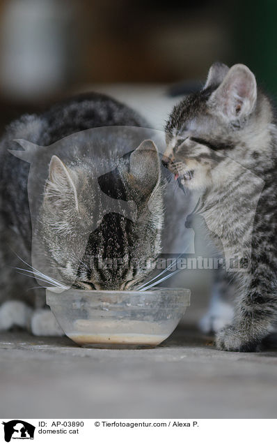 Hauskatze / domestic cat / AP-03890