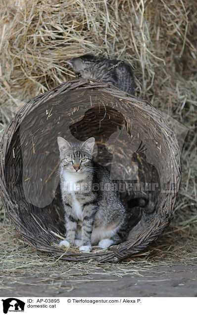 Hauskatze / domestic cat / AP-03895