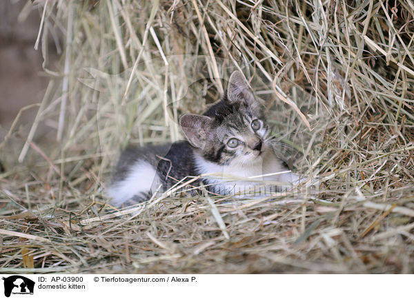 Hausktzchen / domestic kitten / AP-03900