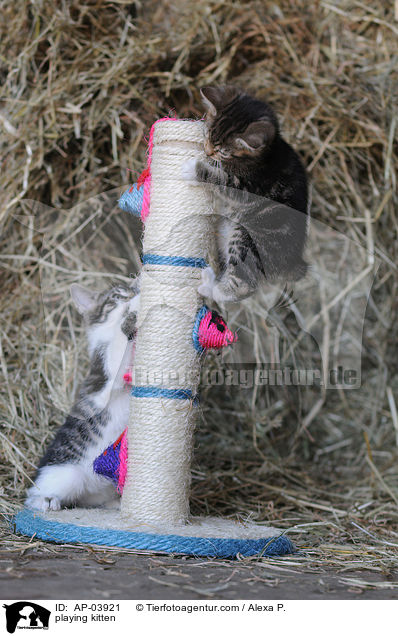 spielende Ktzchen / playing kitten / AP-03921