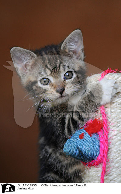 playing kitten / AP-03935