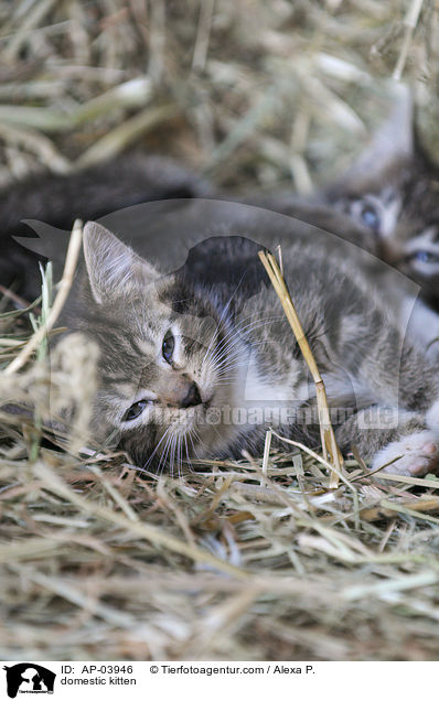 Hausktzchen / domestic kitten / AP-03946